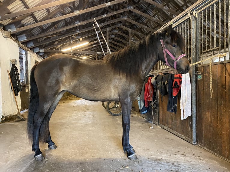 Islandpferd Stute 2 Jahre 140 cm Dunkelbrauner in Harlev