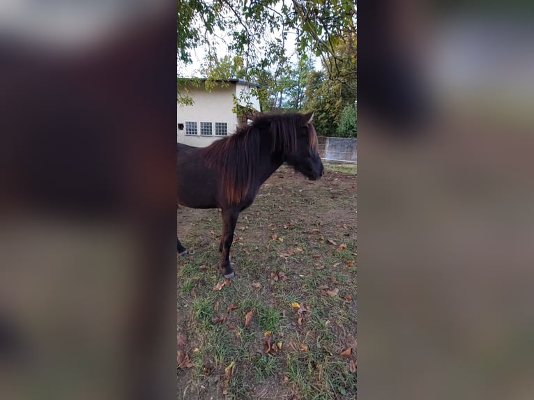 Islandpferd Stute 2 Jahre 140 cm Rappe in Weilmünster