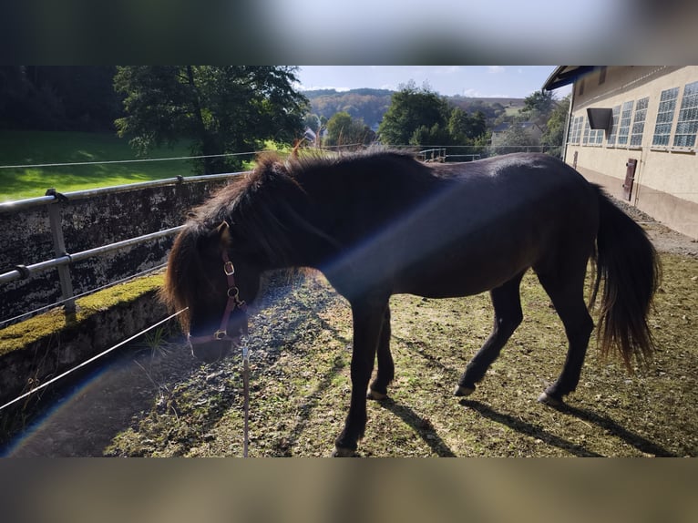 Islandpferd Stute 2 Jahre 140 cm Rappe in Weilmünster
