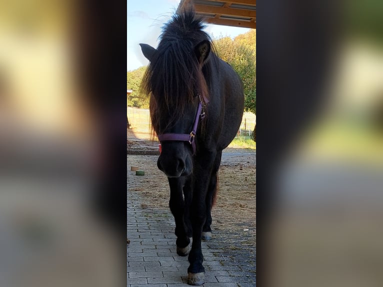 Islandpferd Stute 2 Jahre 140 cm Rappe in Weilmünster