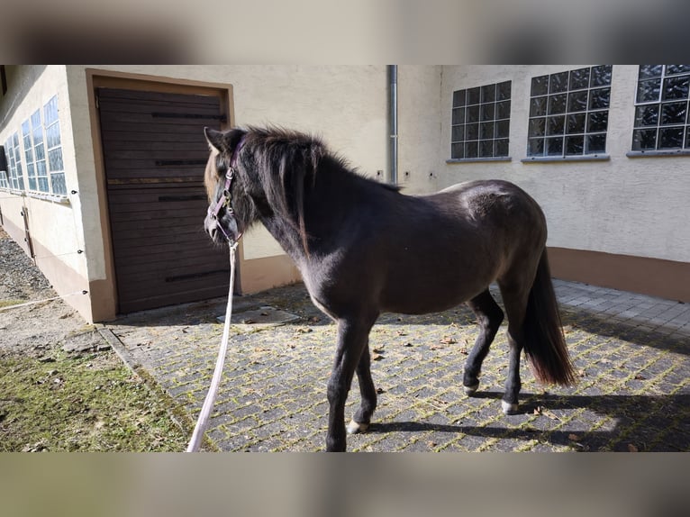 Islandpferd Stute 2 Jahre 140 cm Rappe in Weilmünster