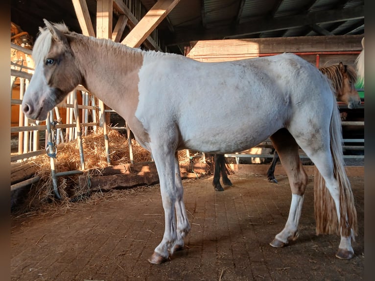 Islandpferd Stute 2 Jahre 140 cm Schecke in Saarland