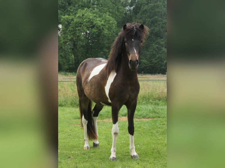 Islandpferd Stute 2 Jahre 140 cm Schecke in Südlohn