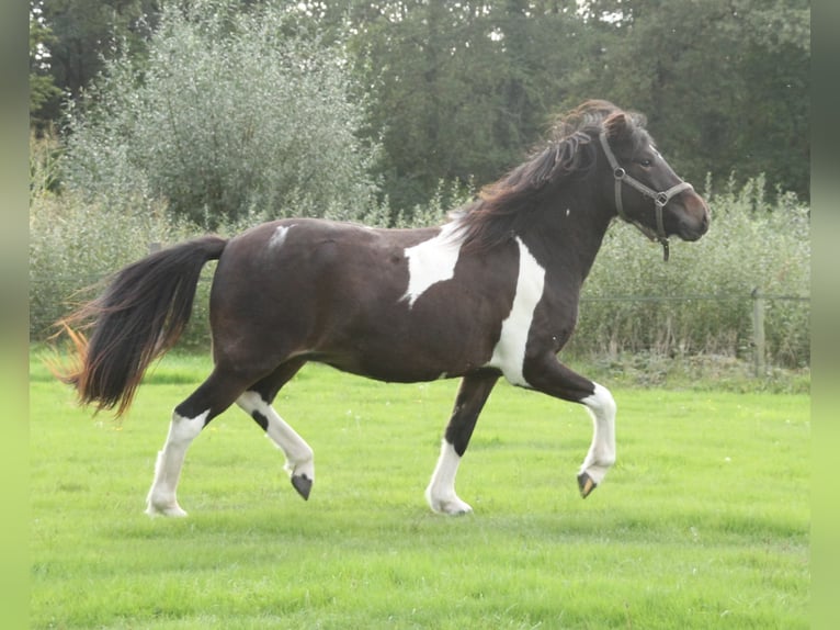 Islandpferd Stute 2 Jahre 140 cm Schecke in Winterswijk Kotten