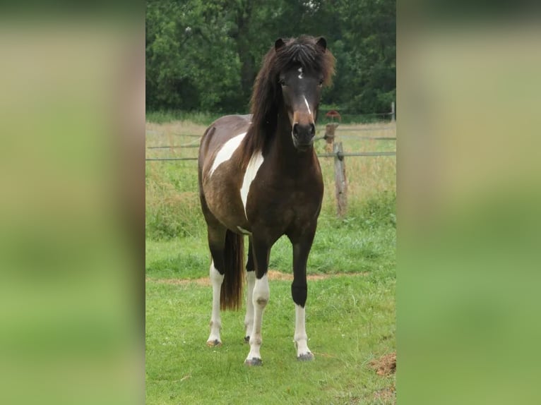 Islandpferd Stute 2 Jahre 140 cm Schecke in Winterswijk Kotten