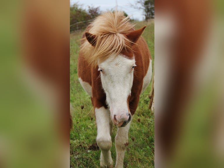 Islandpferd Stute 2 Jahre 140 cm White in Saarland