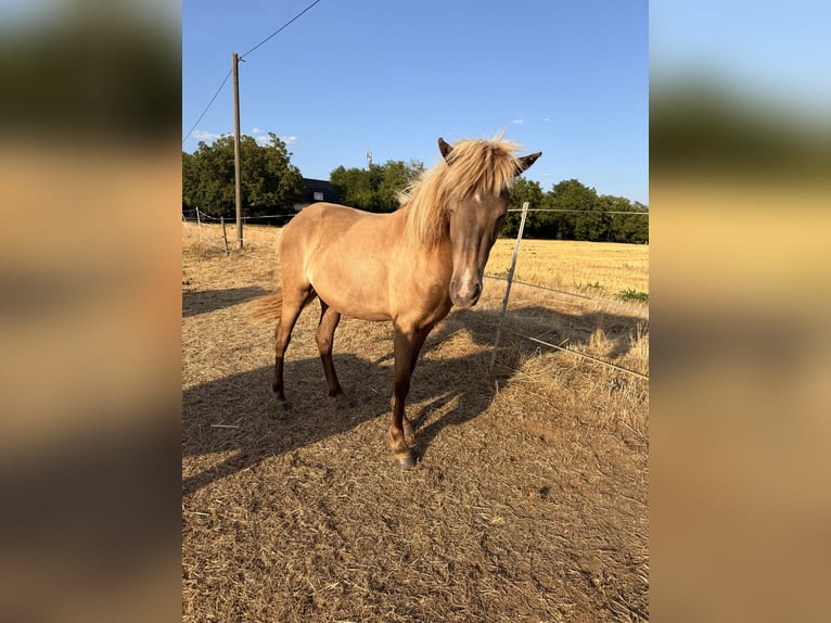 Islandpferd Stute 2 Jahre 140 cm White in Neuwied