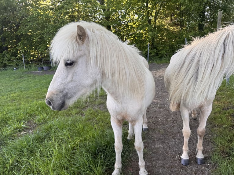 Islandpferd Stute 2 Jahre 142 cm Palomino in Zetel