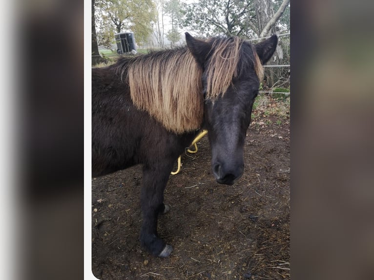 Islandpferd Stute 2 Jahre 143 cm Rappe in Uelsen
