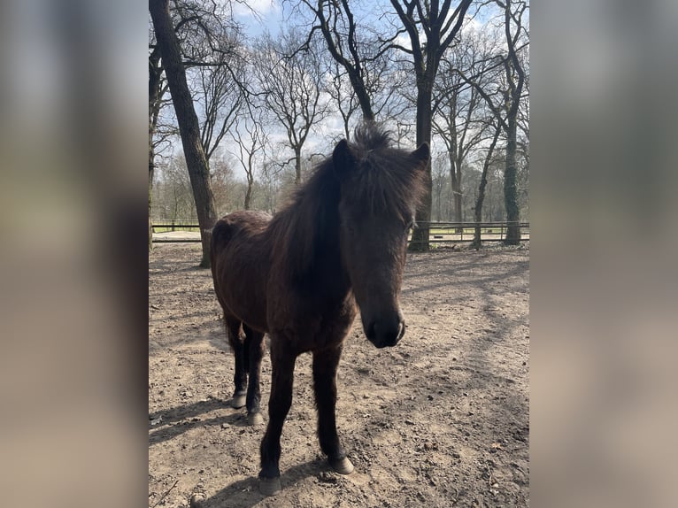 Islandpferd Stute 2 Jahre 143 cm Rappe in Uelsen