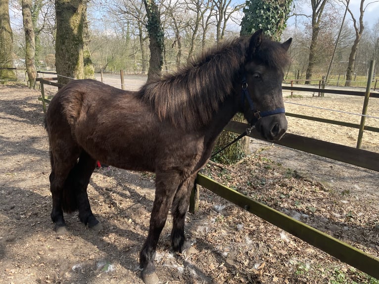 Islandpferd Stute 2 Jahre 143 cm Rappe in Uelsen