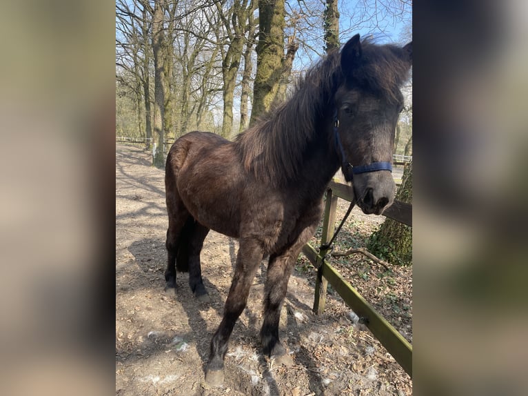 Islandpferd Stute 2 Jahre 143 cm Rappe in Uelsen