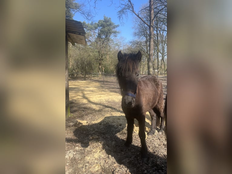Islandpferd Stute 2 Jahre 143 cm Rappe in Uelsen