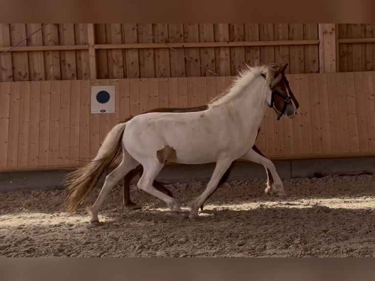 Islandpferd Stute 2 Jahre 143 cm Tobiano-alle-Farben in Backnang