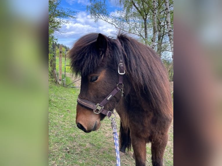 Islandpferd Stute 2 Jahre 144 cm Brauner in Insul