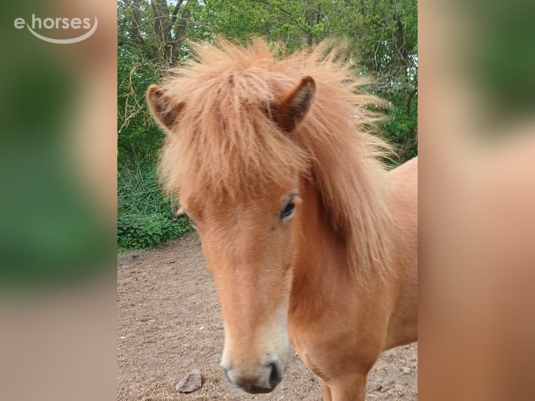 Islandpferd Stute 2 Jahre 144 cm Fuchs in Wiemersdorf