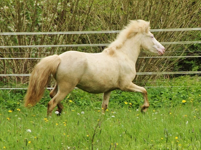 Islandpferd Stute 2 Jahre Cremello in Saarland