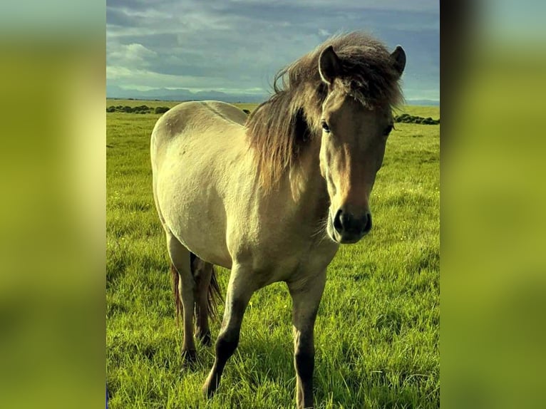 Islandpferd Stute 2 Jahre Falbe in Süd-Island