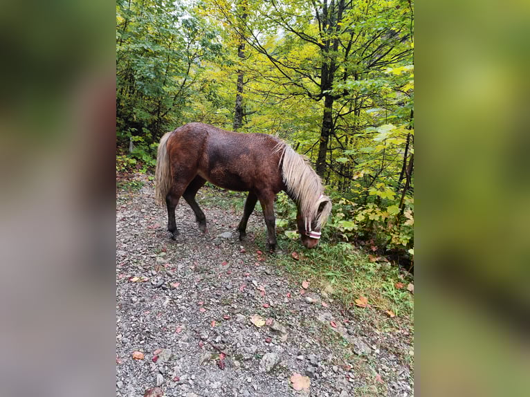 Islandpferd Mix Stute 2 Jahre Fuchs in Thüringerberg