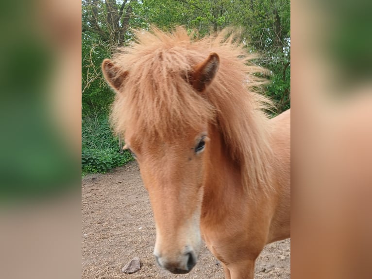 Islandpferd Stute 2 Jahre Fuchs in Wiemersdorf