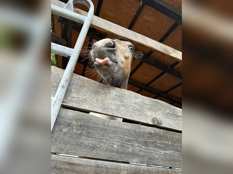 Islandpferd Stute 2 Jahre Schecke in Euskirchen