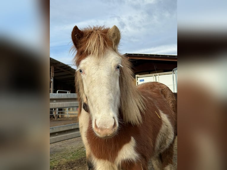 Islandpferd Stute 2 Jahre Schecke in Aichtal