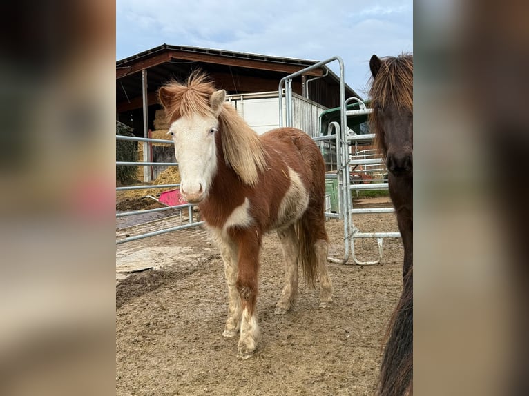 Islandpferd Stute 2 Jahre Schecke in Aichtal