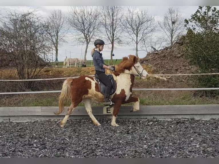 Islandpferd Stute 2 Jahre Schecke in Aichtal
