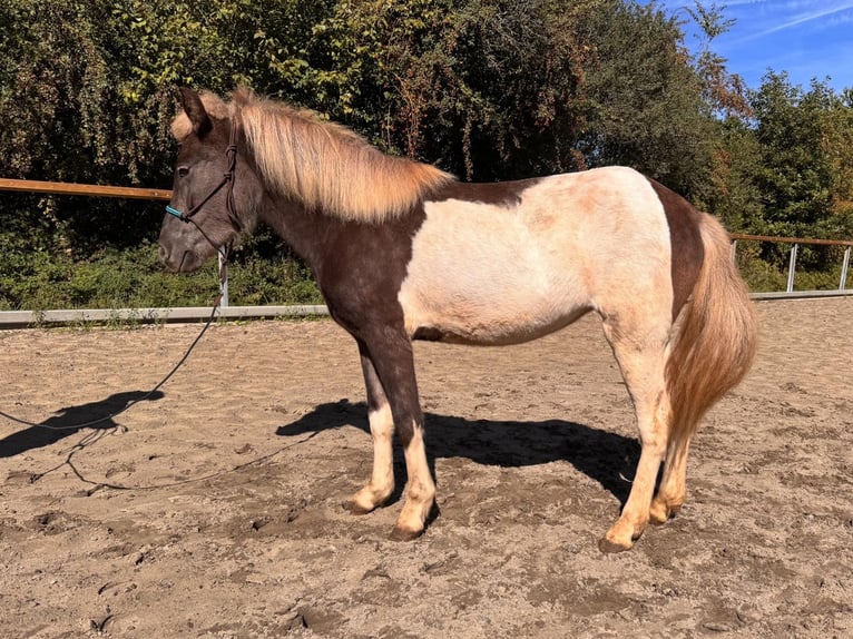 Islandpferd Stute 3 Jahre 121 cm Brauner in Euskirchen
