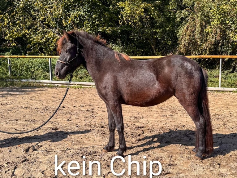 Islandpferd Stute 3 Jahre 124 cm Brauner in Euskirchen