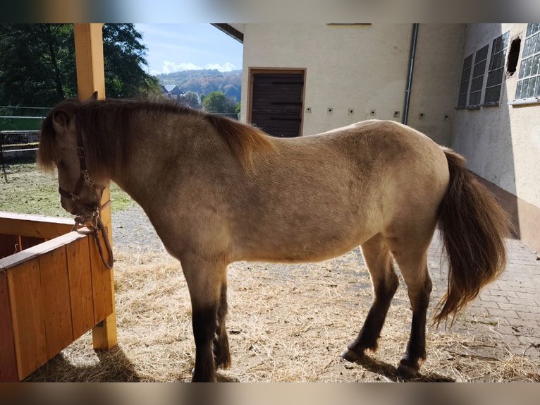 Islandpferd Stute 3 Jahre 134 cm Buckskin in Weilmünster