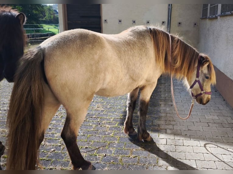 Islandpferd Stute 3 Jahre 134 cm Buckskin in Weilmünster