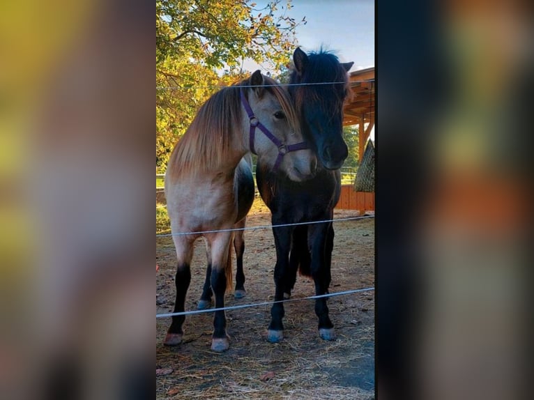 Islandpferd Stute 3 Jahre 134 cm Buckskin in Weilmünster