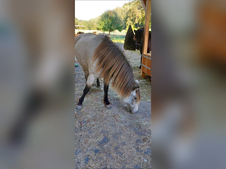 Islandpferd Stute 3 Jahre 134 cm Buckskin in Weilmünster