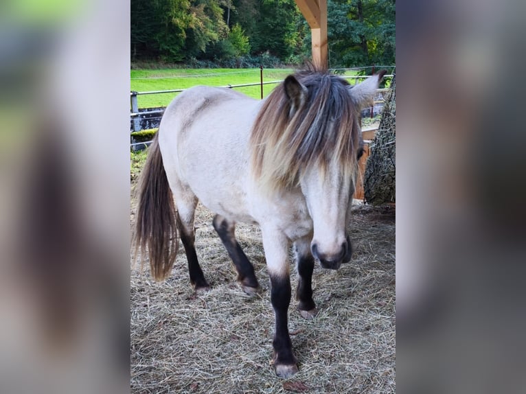 Islandpferd Stute 3 Jahre 134 cm Buckskin in Weilmünster