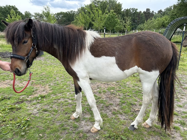 Islandpferd Stute 3 Jahre 134 cm Schecke in Burgdorf