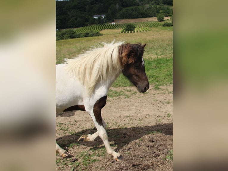 Islandpferd Stute 3 Jahre 135 cm Schecke in Brauneberg