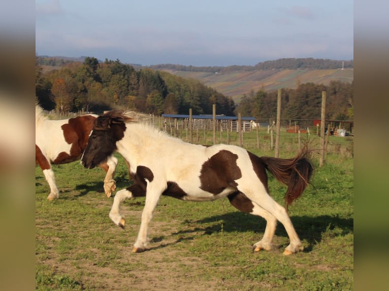 Islandpferd Stute 3 Jahre 135 cm Schecke in Brauneberg