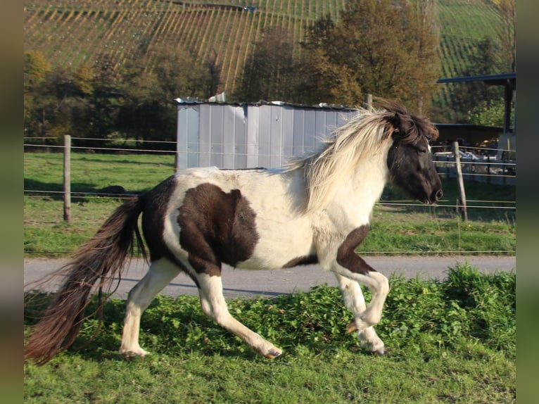 Islandpferd Stute 3 Jahre 135 cm Schecke in Brauneberg
