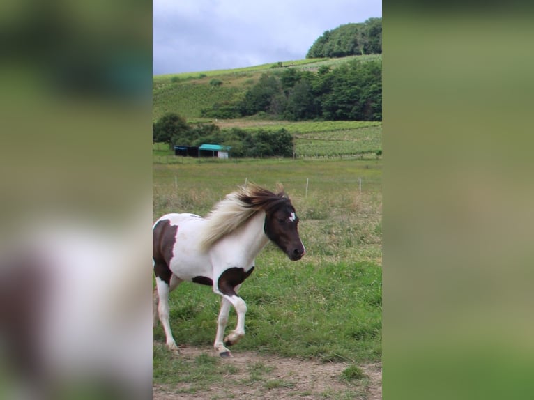 Islandpferd Stute 3 Jahre 135 cm Schecke in Brauneberg