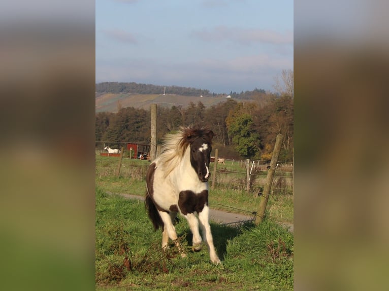 Islandpferd Stute 3 Jahre 135 cm Schecke in Brauneberg