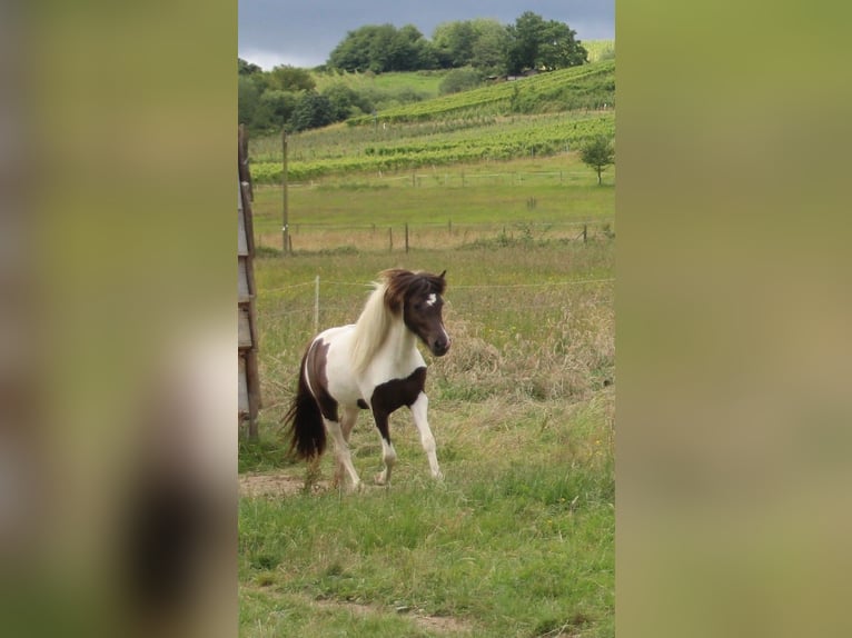Islandpferd Stute 3 Jahre 135 cm Schecke in Brauneberg