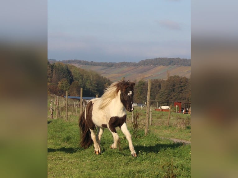 Islandpferd Stute 3 Jahre 135 cm Schecke in Brauneberg