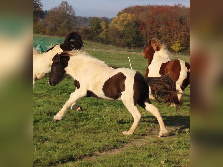 Islandpferd Stute 3 Jahre 135 cm Schecke in Brauneberg