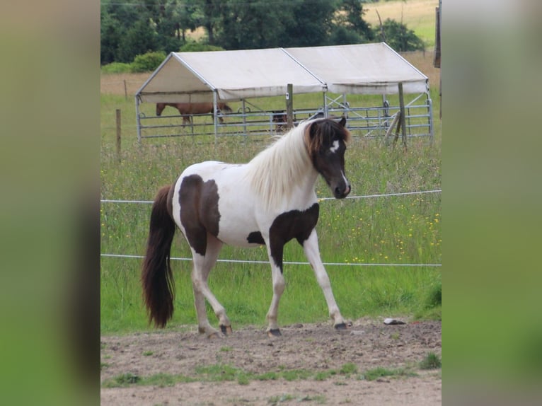Islandpferd Stute 3 Jahre 135 cm Schecke in Brauneberg