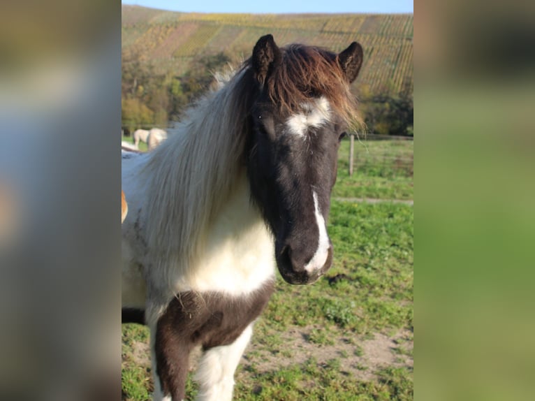Islandpferd Stute 3 Jahre 135 cm Schecke in Brauneberg
