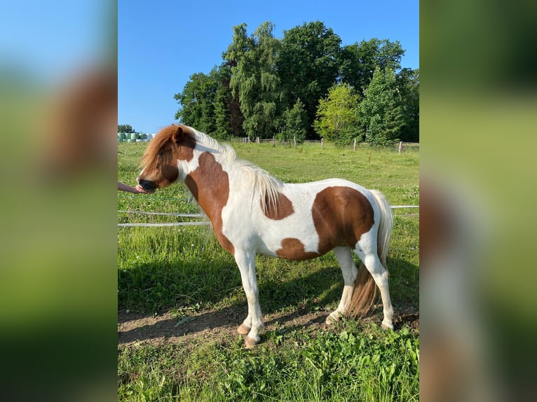 Islandpferd Stute 3 Jahre 135 cm Tobiano-alle-Farben in AttendornAttendorn Islandpferd Stute 3 Jahre 135 cm Tobiano-alle-Farben in AttendornAttendorn