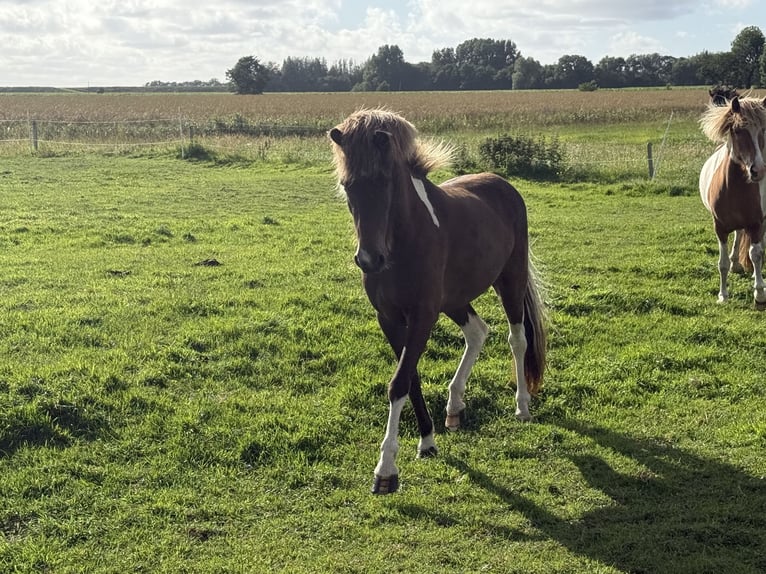 Islandpferd Stute 3 Jahre 137 cm Schecke in Norderfriedrichskoog