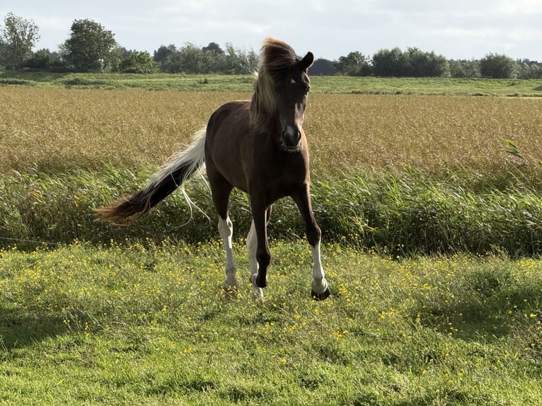 Islandpferd Stute 3 Jahre 137 cm Schecke in Norderfriedrichskoog