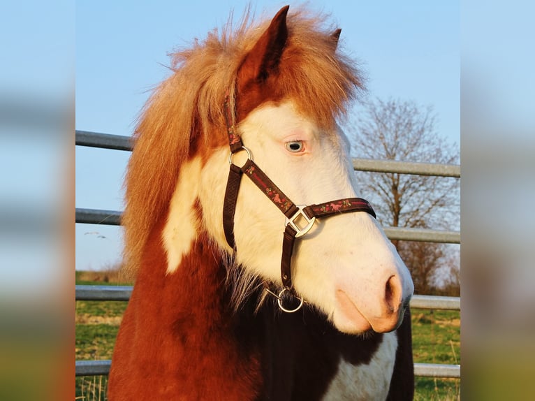 Islandpferd Stute 3 Jahre 138 cm Fuchs in Saarland
